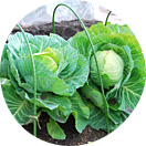 キャベツ