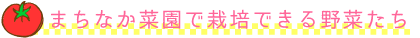 まちなか菜園で栽培できる野菜たち